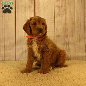 Bear, Goldendoodle Puppy